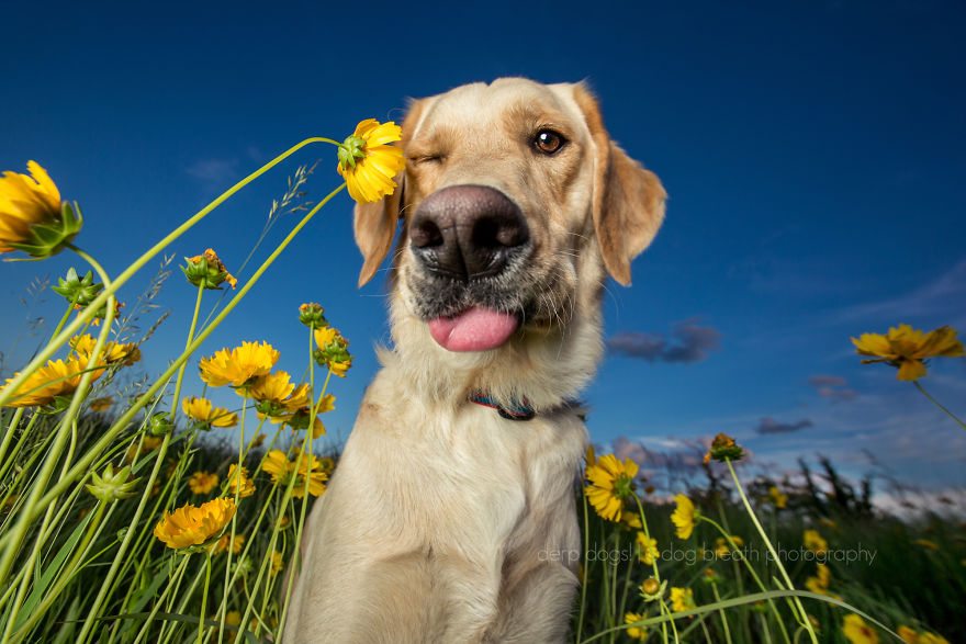 6-derpy-dogs-that-are-cute-and-silly