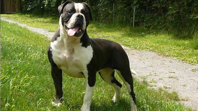 6-most-dangerous-dogs-worldwide