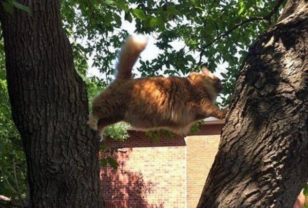 8-cats-that-dont-know-what-they-do-with-their-lives