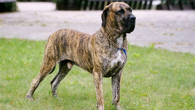 8-most-dangerous-dogs-worldwide