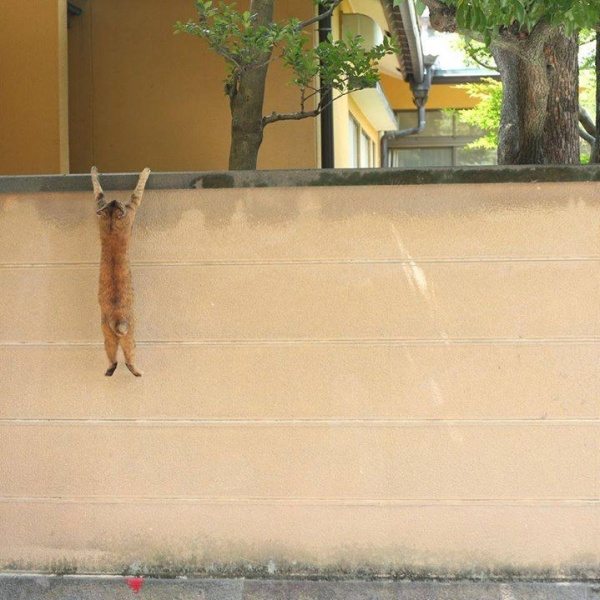 9-cats-that-dont-know-what-they-do-with-their-lives