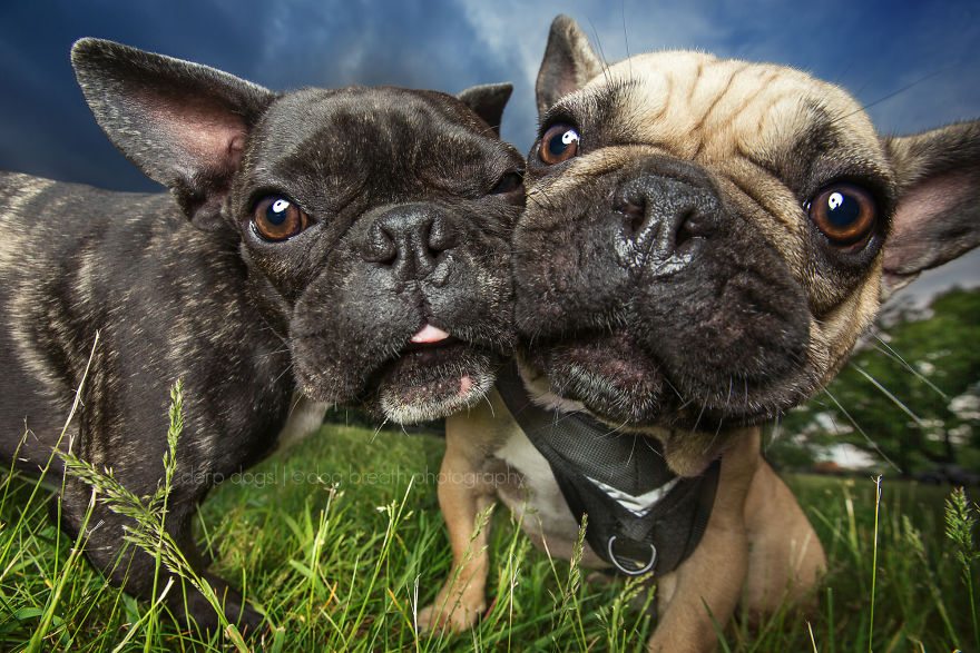 9-derpy-dogs-that-are-cute-and-silly