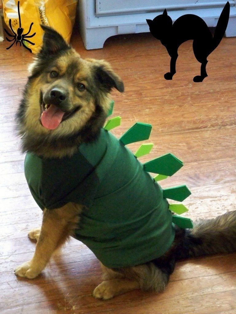 1-dog-halloween-costumes-that-are-just-adorable