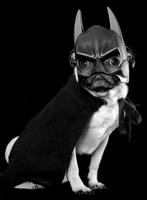 10-adorable-animals-ready-for-halloween