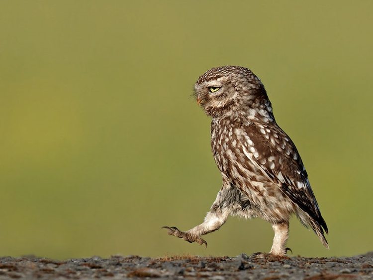 10-awesome-pics-from-the-2016-comedy-wildlife-photogrpahy-awards