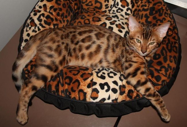 10-can-you-spot-the-animals-in-these-photos