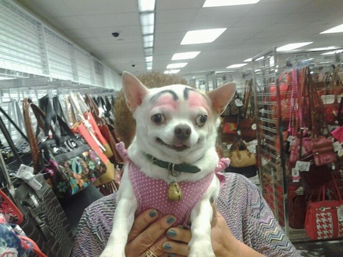 10-dogs-with-eyebrows-to-make-your-day-better
