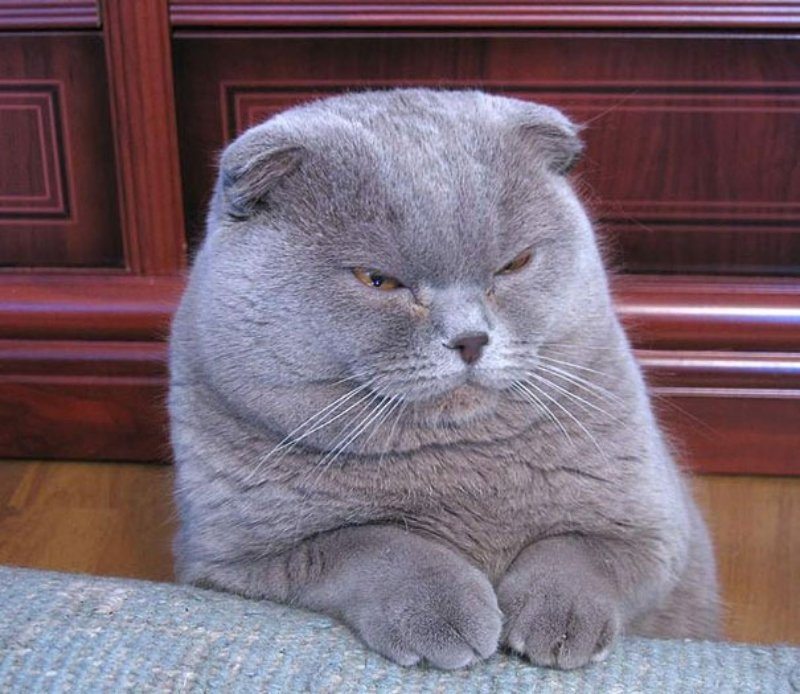 10-pics-proving-that-cats-are-planning-to-end-humanity