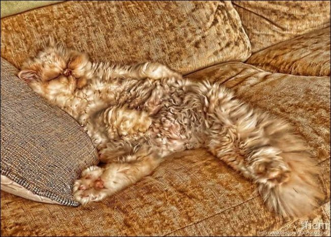 11-can-you-spot-the-animals-in-these-photos