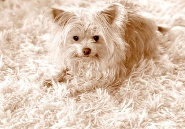 12-can-you-spot-the-animals-in-these-photos