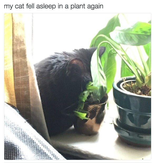 13-cats-and-the-worst-moment-of-their-9-lives