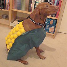 13-dog-halloween-costumes-that-are-just-adorable