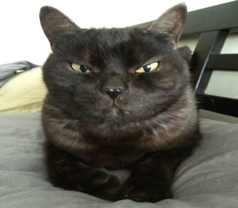 14-pics-proving-that-cats-are-planning-to-end-humanity