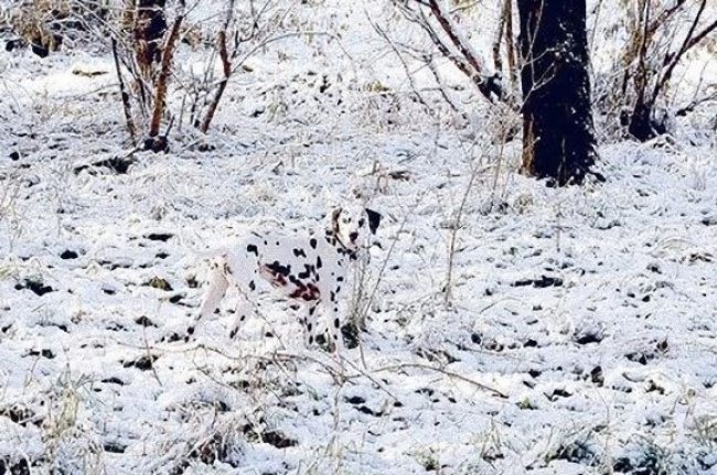 15-can-you-spot-the-animals-in-these-photos