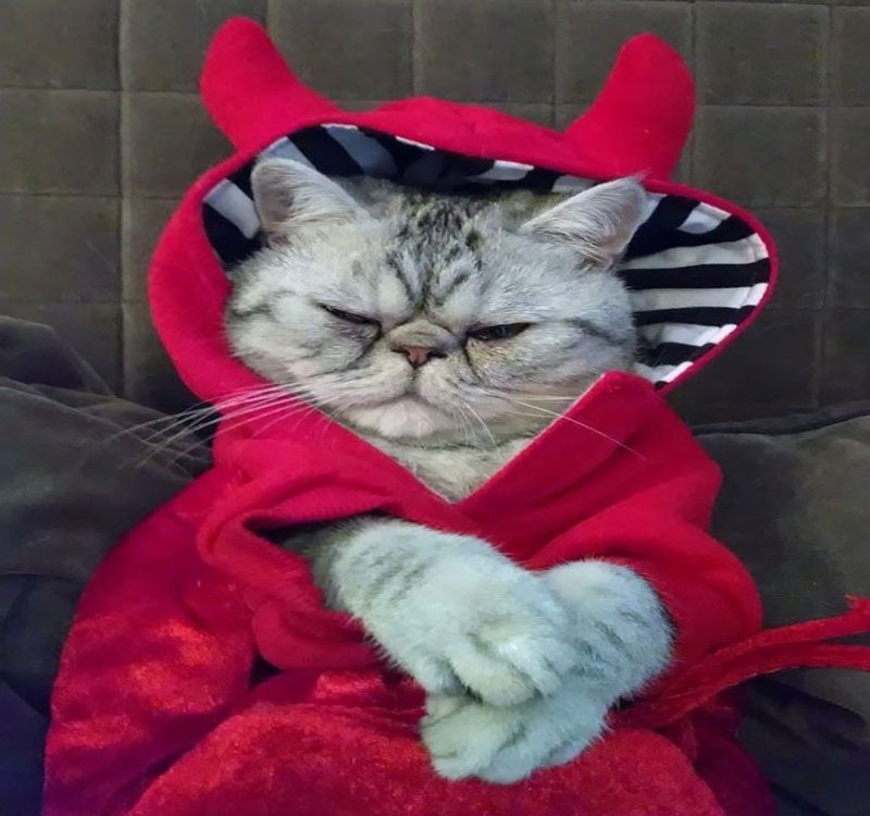 15-pics-proving-that-cats-are-planning-to-end-humanity