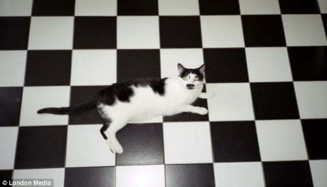 16-can-you-spot-the-animals-in-these-photos