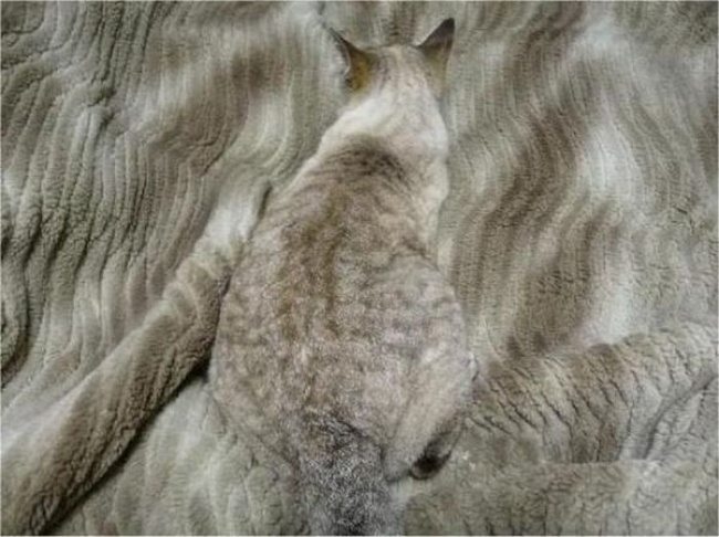 17-can-you-spot-the-animals-in-these-photos