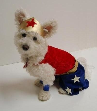 17-dog-halloween-costumes-that-are-just-adorable