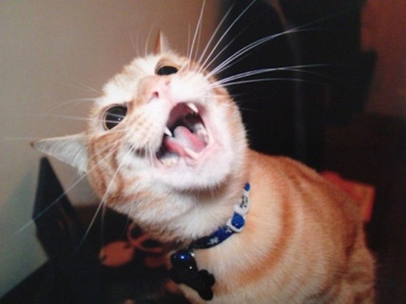 17-pics-proving-that-cats-are-planning-to-end-humanity