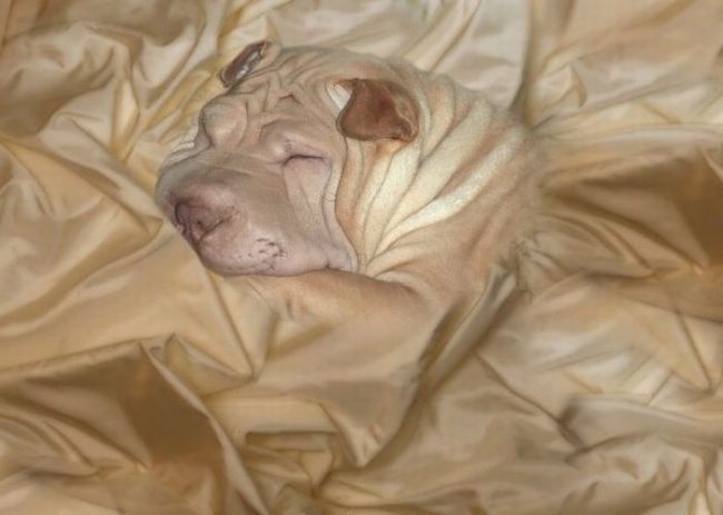 18-can-you-spot-the-animals-in-these-photos