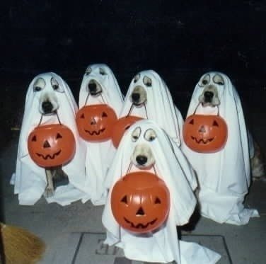 18-dog-halloween-costumes-that-are-just-adorable