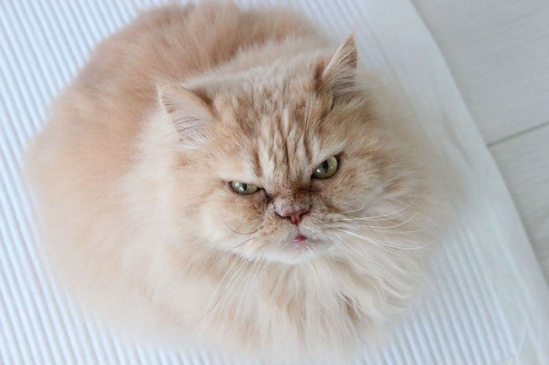 18-pics-proving-that-cats-are-planning-to-end-humanity