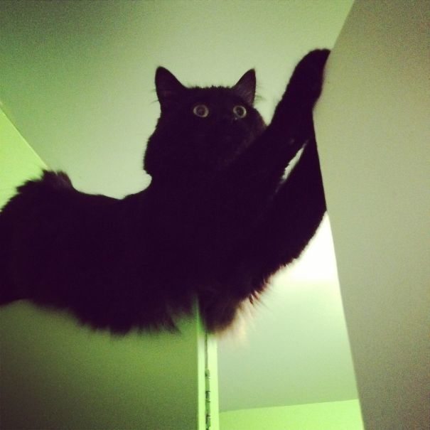 2-cats-and-the-worst-moment-of-their-9-lives