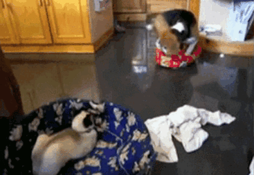 2-totally-careless-cats-stealing-dog-beds