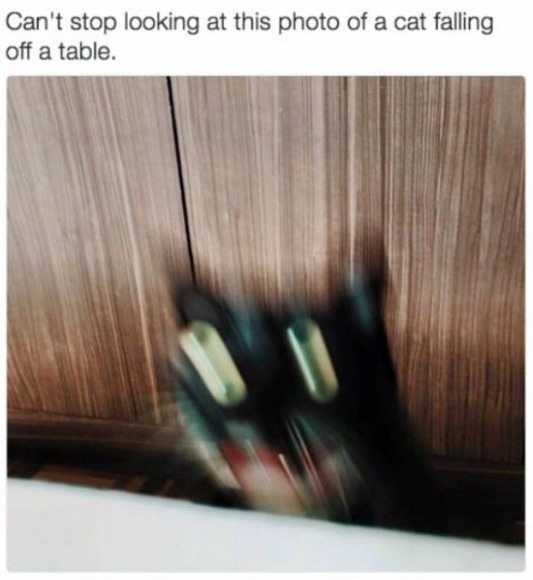 20-cats-and-the-worst-moment-of-their-9-lives