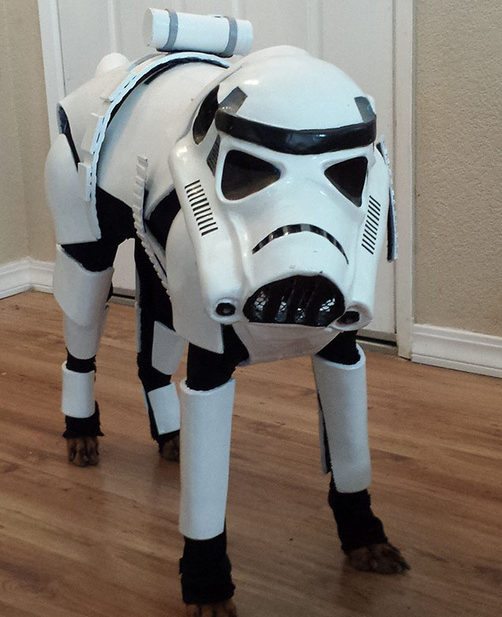 21-dog-halloween-costumes-that-are-just-adorable