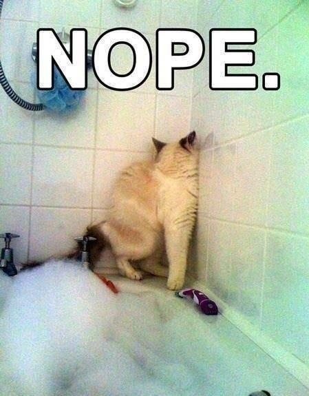 23-cats-and-the-worst-moment-of-their-9-lives