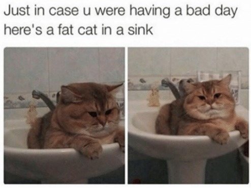 24-cats-and-the-worst-moment-of-their-9-lives