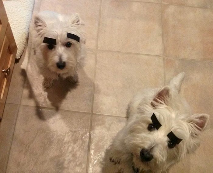 24-dogs-with-eyebrows-to-make-your-day-better