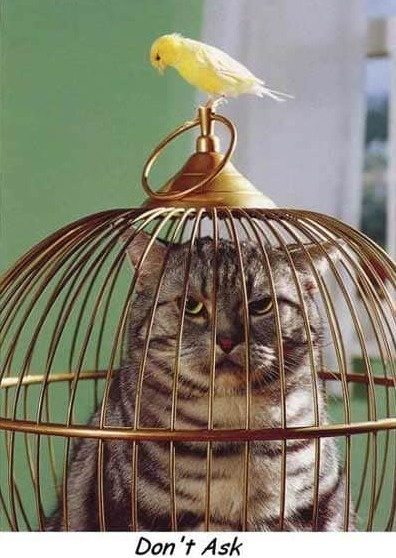 26-cats-and-the-worst-moment-of-their-9-lives