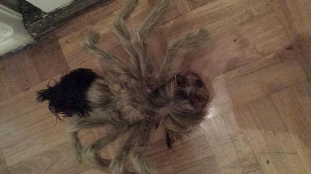 28-adorable-animals-ready-for-halloween