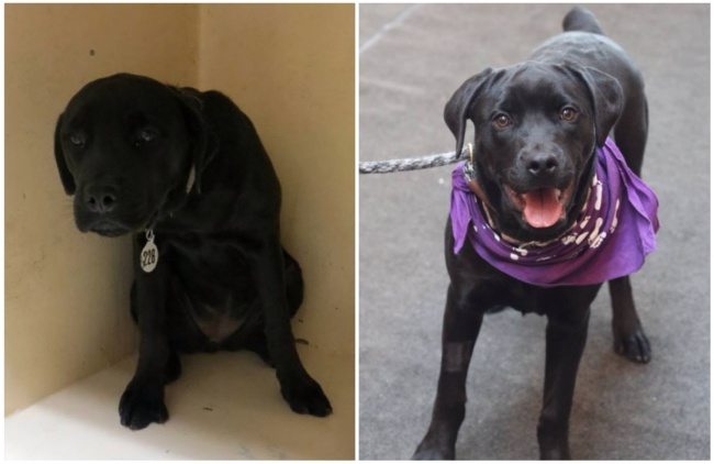 3-animals-before-after-saved-from-shelters