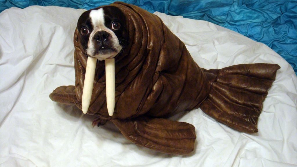 3-dog-halloween-costumes-that-are-just-adorable