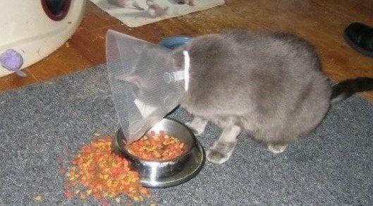 4-cats-and-the-worst-moment-of-their-9-lives