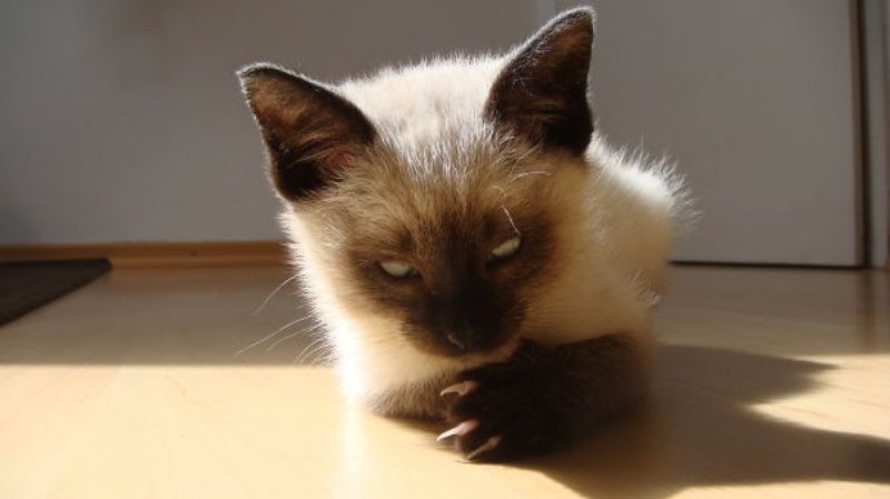 4-pics-proving-that-cats-are-planning-to-end-humanity