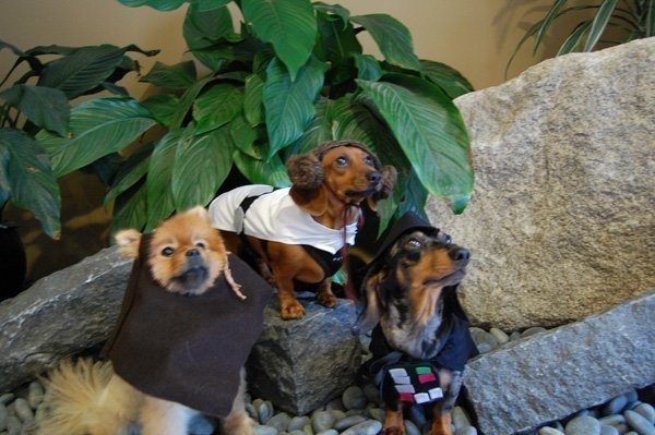 5-dog-halloween-costumes-that-are-just-adorable