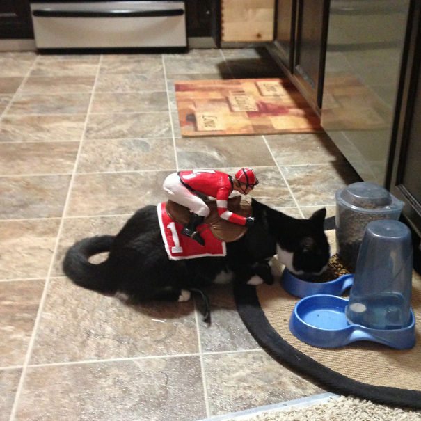 6-adorable-animals-ready-for-halloween