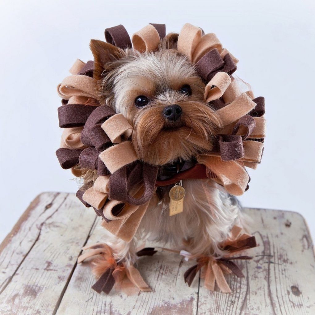 6-dog-halloween-costumes-that-are-just-adorable