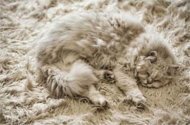 7-can-you-spot-the-animals-in-these-photos