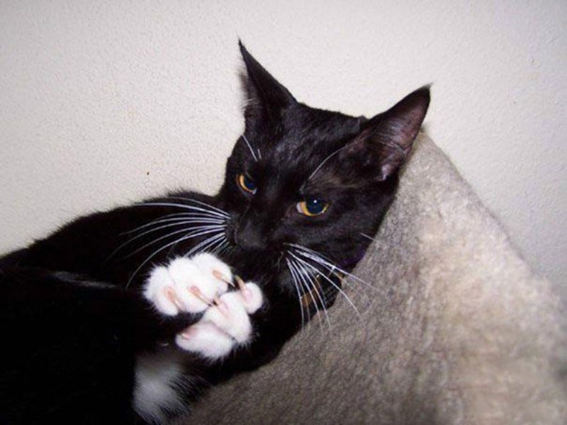 7-pics-proving-that-cats-are-planning-to-end-humanity