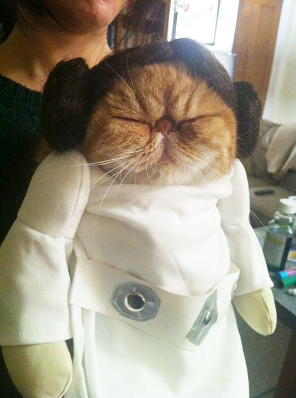 8-adorable-animals-ready-for-halloween-princess-leia