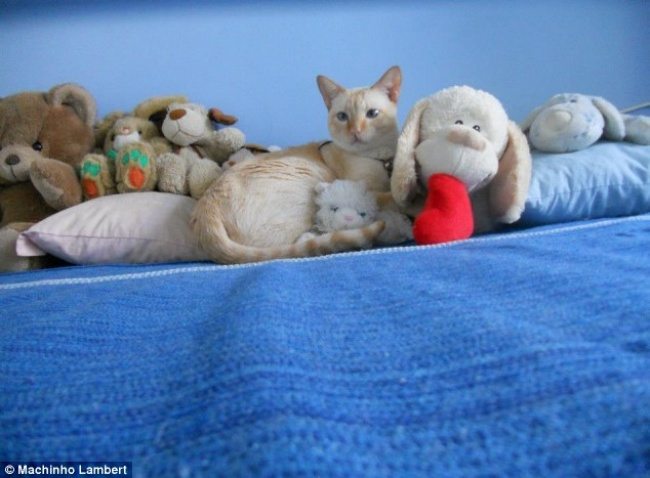 8-can-you-spot-the-animals-in-these-photos