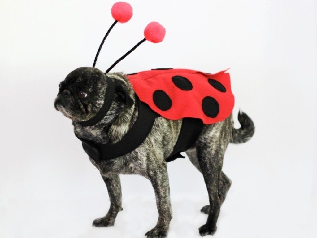 8-dog-halloween-costumes-that-are-just-adorable