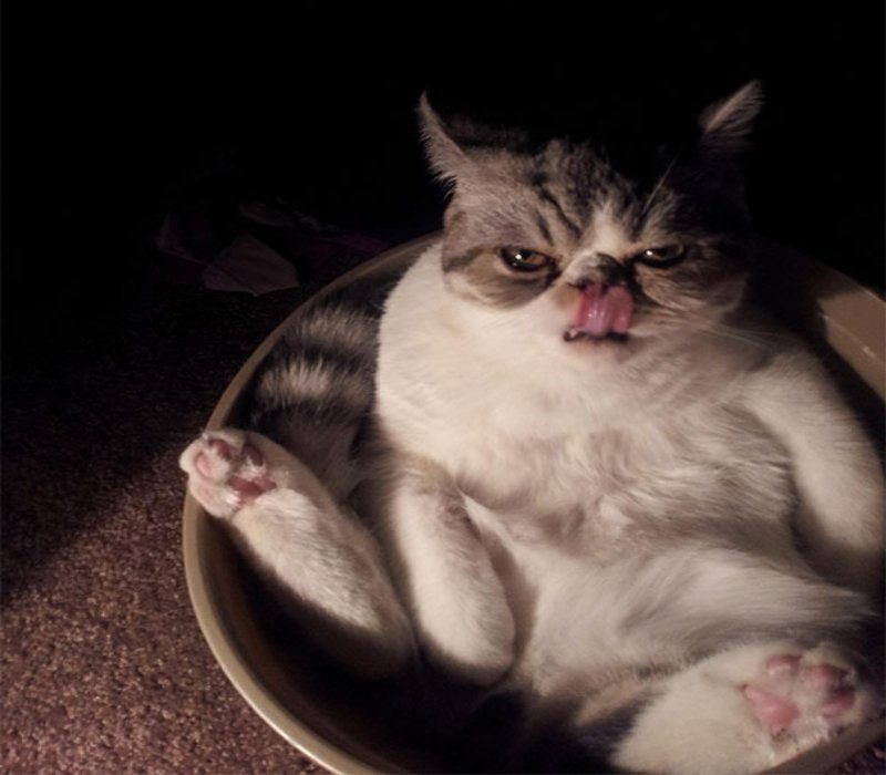 8-pics-proving-that-cats-are-planning-to-end-humanity