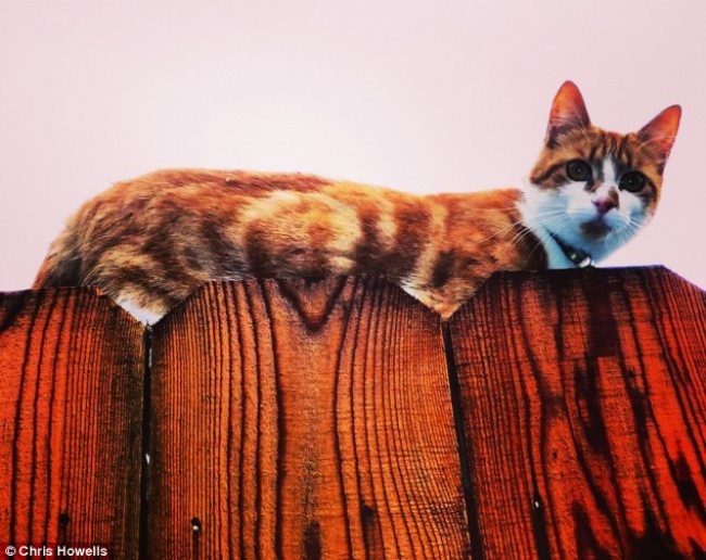 9-can-you-spot-the-animals-in-these-photos