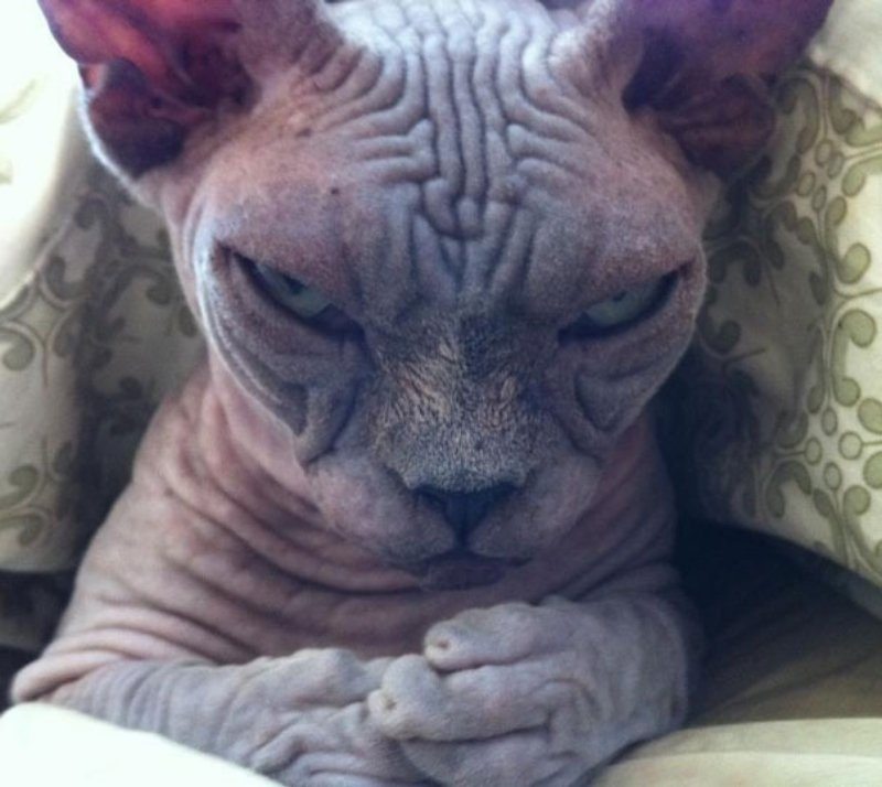 9-pics-proving-that-cats-are-planning-to-end-humanity